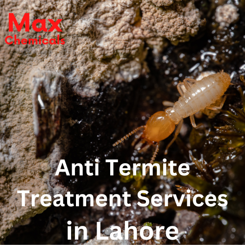 Anti-Termite-Treatment-Services-in-Lahore